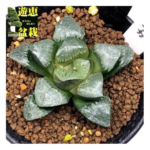 多肉植物：ハオルチア シルバームチカ*幅5.5cm : 遊恵盆栽 Yahoo!店
