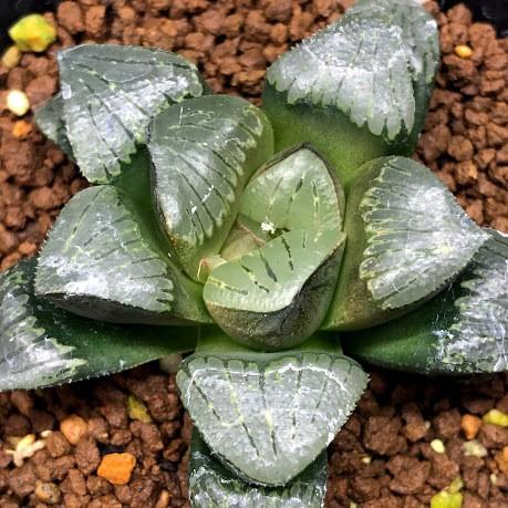 多肉植物：ハオルチア シルバームチカ*幅5.5cm : 遊恵盆栽 Yahoo!店