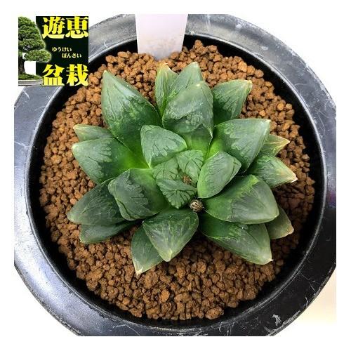多肉植物 ハオルチア 緑太線三角窓オブツーサ 幅6 5ｃｍ S7377v 遊恵盆栽 Yahoo 店 通販 Yahoo ショッピング