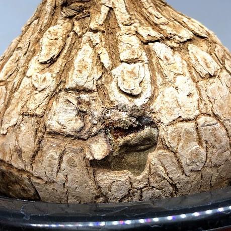 コーデックス：ユーフォルビア トリカデニア*塊幅10cm 現品！一品