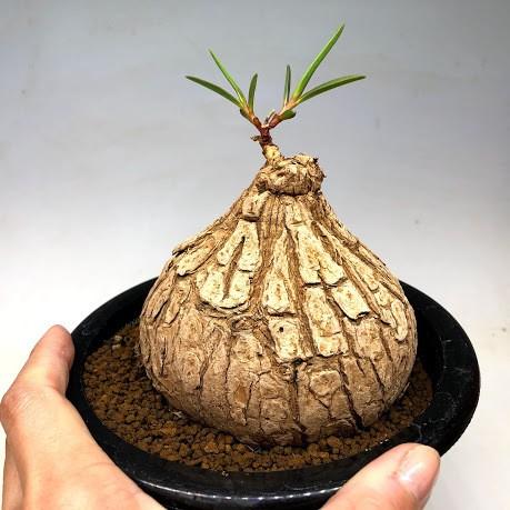 コーデックス：ユーフォルビア トリカデニア*塊幅10cm 現品！一品