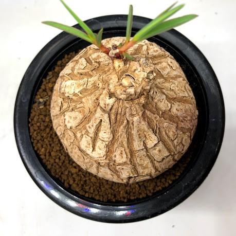 コーデックス：ユーフォルビア トリカデニア*塊幅10cm 現品！一品