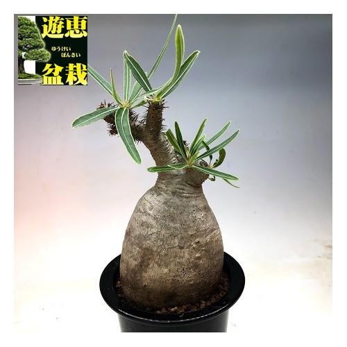 コーデックス パキポディウム グラキリス 発根済 幅8ｃｍ 現品 一品限り Www Mohmmadiyon Com