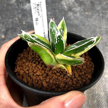 多肉植物：アガベ 輝山（きざん）*S 幅8cm : 遊恵盆栽 Yahoo!店