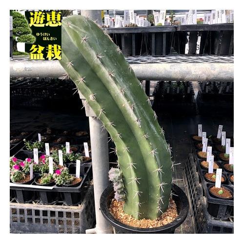 サボテン朝霧閣錦斑入り抜き苗発送 サボテン：ステノケレウス 朝霧閣*幅14cm 現品！一品限り ※傷あり