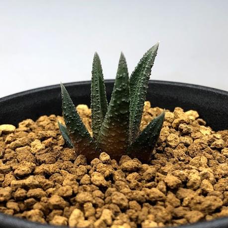 多肉植物：ハオルチア スカブラ アガボイデス*幅3cm 現品！一品限り