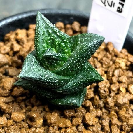多肉植物：多肉植物：ハオルチア ニグラno.1 特丸葉ダルマタイプ*幅2cm