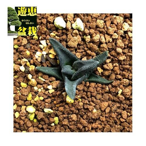 多肉植物：ハオルチア ソルディダ ラブラニー Big-1 × N1 特ダルマ ラブラニー(Kleinpoort) 実生*幅3.5ｃｍ　現品！一品限り