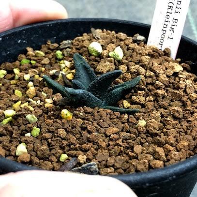 多肉植物：ハオルチア ソルディダ ラブラニー Big-1 × N1 特ダルマ ラブラニー(Kleinpoort) 実生*幅3.5ｃｍ　現品！一品限り ソルディダ ラブラニー Big 特ダルマ Kleinpoort 商品情報 lavranii ご購入後