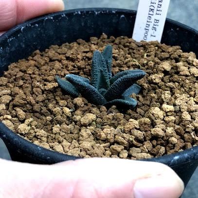 多肉植物：ハオルチア ソルディダ ラブラニー Big-1 × N1 特ダルマ