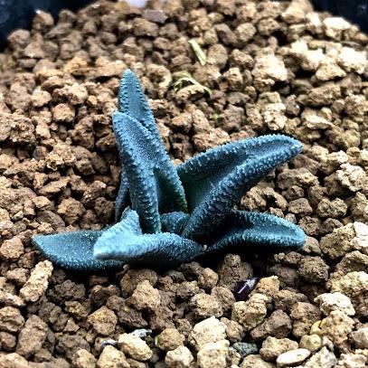 多肉植物：ハオルチア ソルディダ ラブラニー Big-1 × N1 特ダルマ