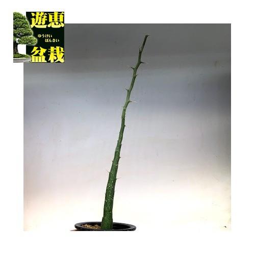塊根植物：アデニア バリー 実生*幹幅2cm 現品！一品限り : 遊恵盆栽