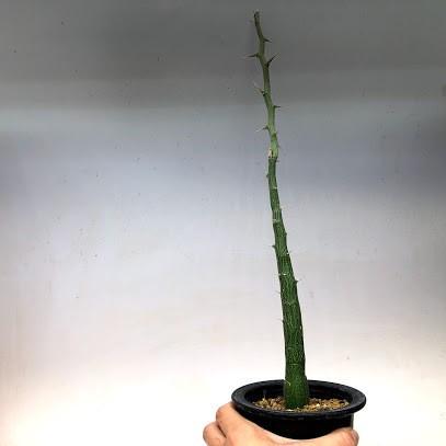 塊根植物：アデニア バリー 実生*幹幅2cm 現品！一品限り : 遊恵盆栽