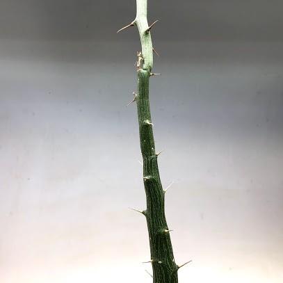 塊根植物：アデニア バリー 実生*幹幅2cm 現品！一品限り : 遊恵盆栽