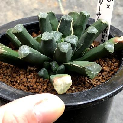 多肉植物：ハオルチア 万象×オブツーサ錦*幅9cm 現品！一品
