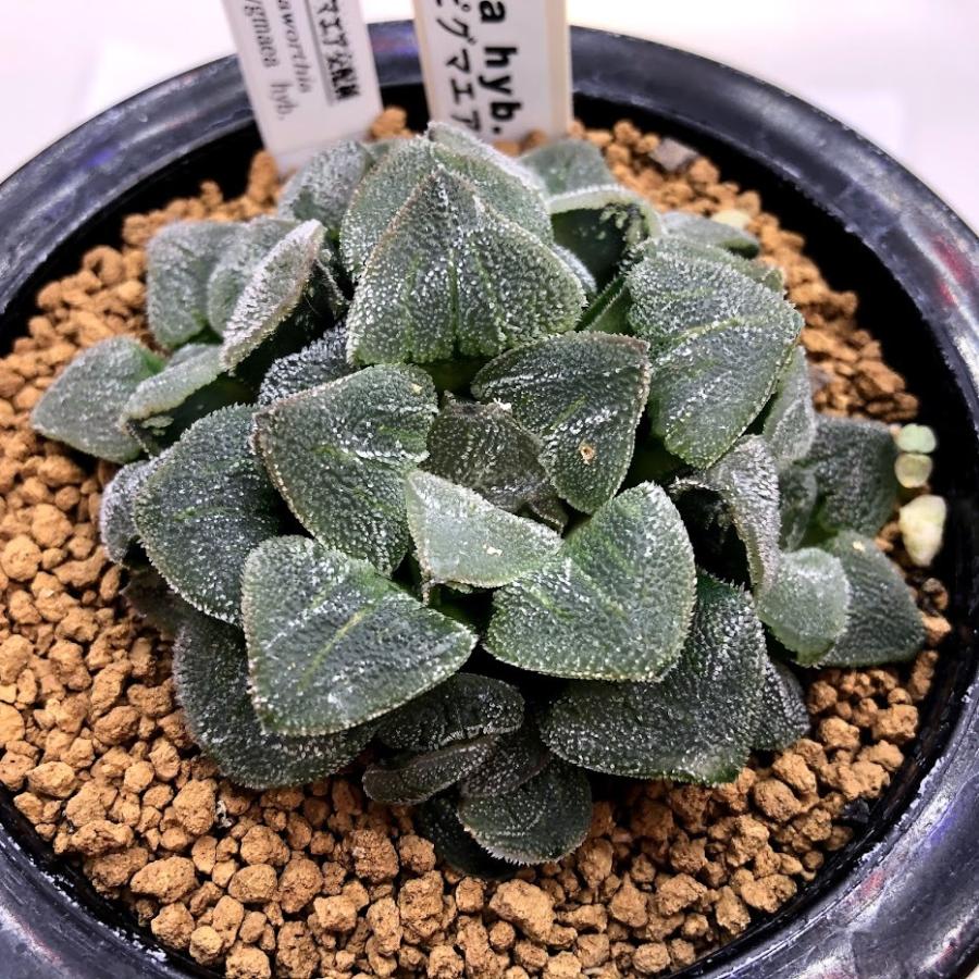 多肉植物：ハオルチア ピグマエア hyb.*幅6cm 現品！一品限り ※葉に