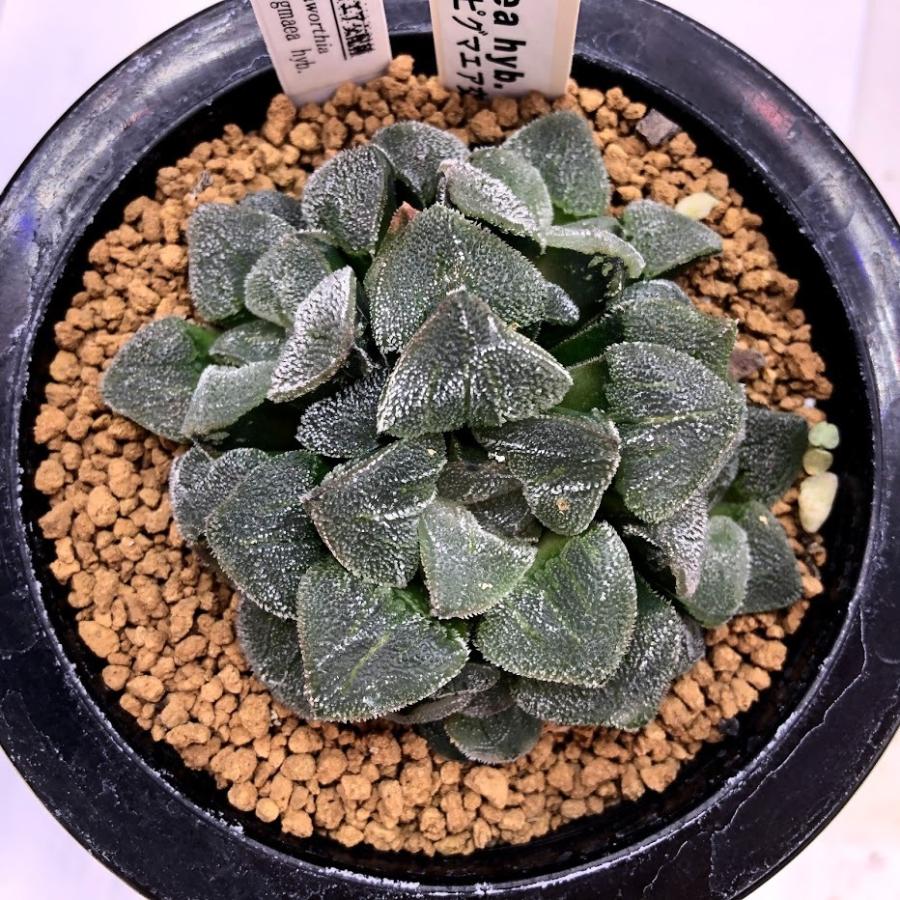 多肉植物：ハオルチア ピグマエア hyb.*幅6cm 現品！一品限り ※葉に