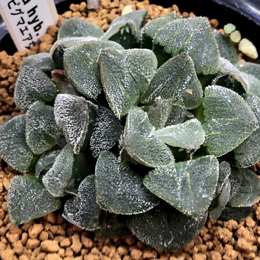 多肉植物：ハオルチア ピグマエア hyb.*幅6cm 現品！一品限り