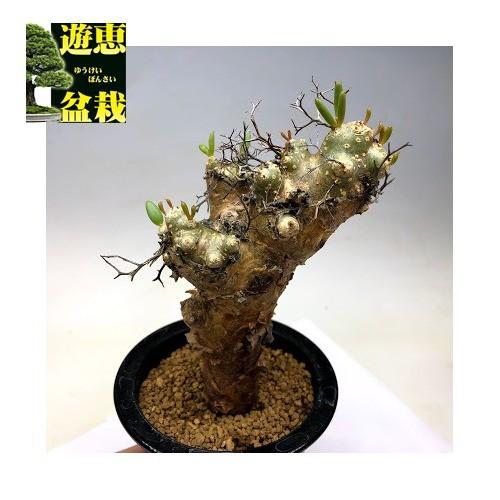 コーデックス：チレコドン レティキュラーツス 万物想*葉幅9cm 現品