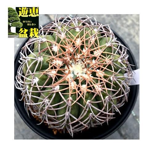 サボテン：ギムノカリキウム 天平丸*幅9cm 現品！一品限り : 遊恵