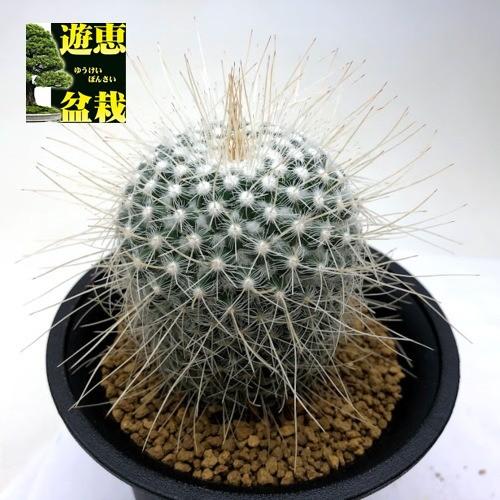 サボテン：マミラリア 長刺白珠丸*幅7cm : 遊恵盆栽 Yahoo!店 - 通販