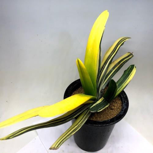 多肉植物：ガステリア 聖牛錦*幅38cm 現品！一品限り : 遊恵盆栽
