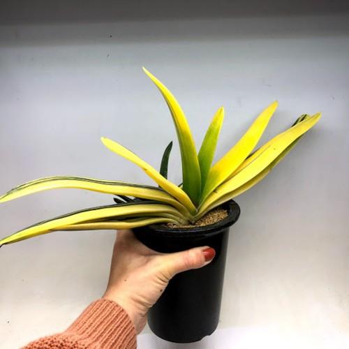 多肉植物：ガステリア 聖牛錦*幅38cm 現品！一品限り : 遊恵盆栽