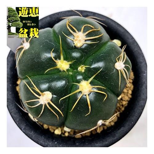 サボテン：ギムノカリキウム 海王丸×天王丸*幅6cm : 遊恵盆栽 Yahoo