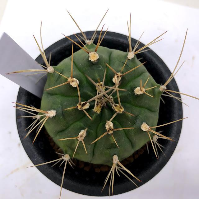 サボテン：ギムノカリキウム 翠晃冠*M 幅6.5cm : 遊恵盆栽