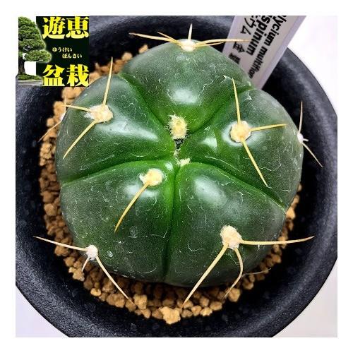 サボテン ギムノカリキウム ペンタカンサ 幅5 5ｃｍ S7510v 遊恵盆栽 Yahoo 店 通販 Yahoo ショッピング