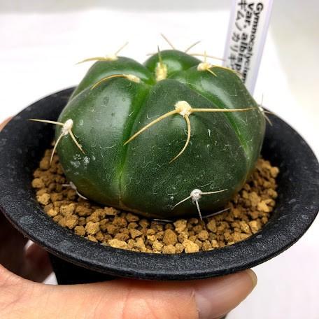 サボテン ギムノカリキウム ペンタカンサ 幅5 5ｃｍ S7510v 遊恵盆栽 Yahoo 店 通販 Yahoo ショッピング