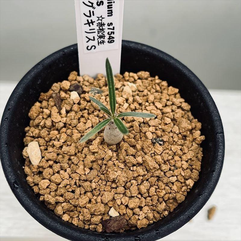 コーデックス パキポディウム グラキリス 実生 S 塊根幅1ｃｍ 赤松実生 S7549v 遊恵盆栽 Yahoo 店 通販 Yahoo ショッピング