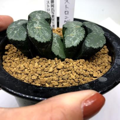 多肉植物：ハオルチア 玉扇 勝岡氏写楽実生選抜 ストロング*幅7cm 現品