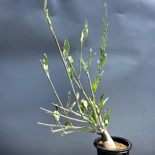 塊根植物:アデニア ペチュエリー*葉幅24cm 現品!一品限り 塊根植物:アデニア ペチュエリー*葉幅24cm 現品!一品限り