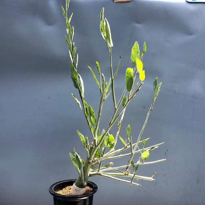 塊根植物:アデニア ペチュエリー*葉幅24cm 現品!一品限り 塊根植物:アデニア ペチュエリー*葉幅24cm 現品!一品限り