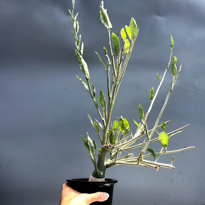 塊根植物：アデニア ペチュエリー*葉幅24cm 現品！一品限り : 遊恵盆栽