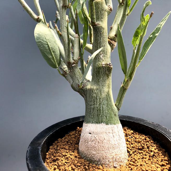 塊根植物:アデニア ペチュエリー*葉幅24cm 現品!一品限り 塊根植物:アデニア ペチュエリー*葉幅24cm 現品!一品限り