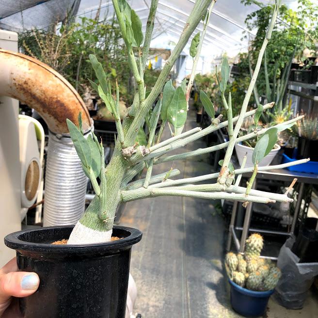 塊根植物：アデニア ペチュエリー*葉幅24cm 現品！一品限り : 遊恵盆栽