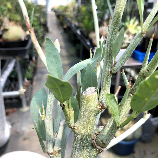 塊根植物:アデニア ペチュエリー*葉幅24cm 現品!一品限り 塊根植物:アデニア ペチュエリー*葉幅24cm 現品!一品限り