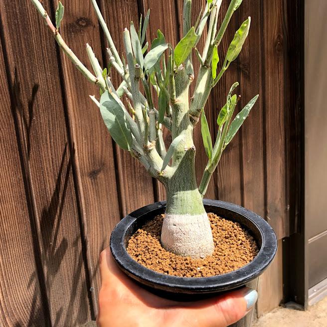 塊根植物:アデニア ペチュエリー*葉幅24cm 現品!一品限り 塊根植物:アデニア ペチュエリー*葉幅24cm 現品!一品限り