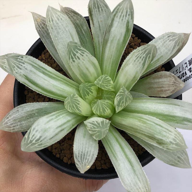 多肉植物：ハオルチア 白琥珀斑 ピリフェラ錦 M*幅10cm : 遊恵盆栽