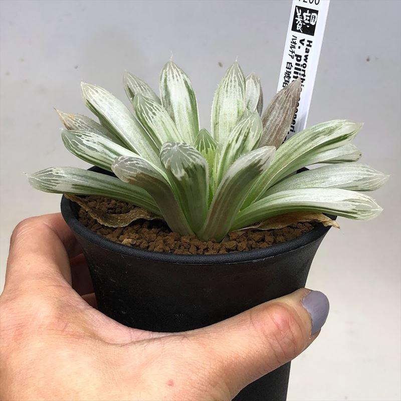 多肉植物：ハオルチア 白琥珀斑 ピリフェラ錦 M*幅10cm : 遊恵盆栽