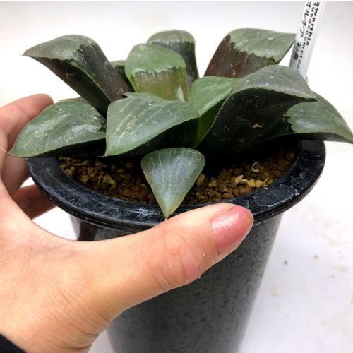 多肉植物：ハオルチア 彩寿*幅14cm 現品！一品限り : 遊恵盆栽 Yahoo