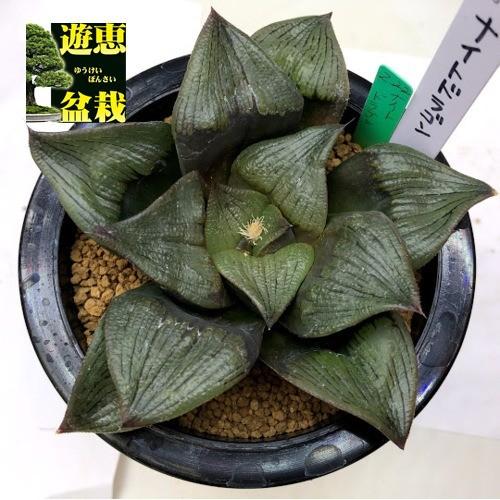 多肉植物 ハオルチア ナイト ドラゴン 幅12cm 現品 一品限り S7627v 遊恵盆栽 Yahoo 店 通販 Yahoo ショッピング