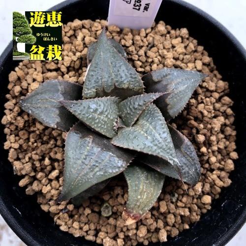 多肉植物：ハオルチア バディア*幅6.5cm 現品！一品限り : 遊恵盆栽