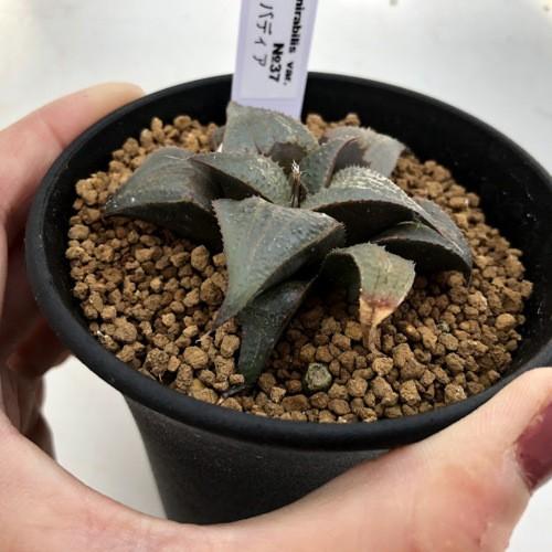 多肉植物：ハオルチア バディア*幅6.5cm 現品！一品限り : 遊恵盆栽