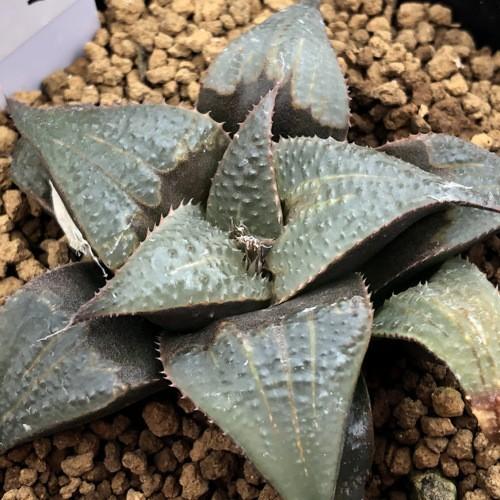 多肉植物：ハオルチア バディア*幅6.5cm 現品！一品限り : 遊恵盆栽