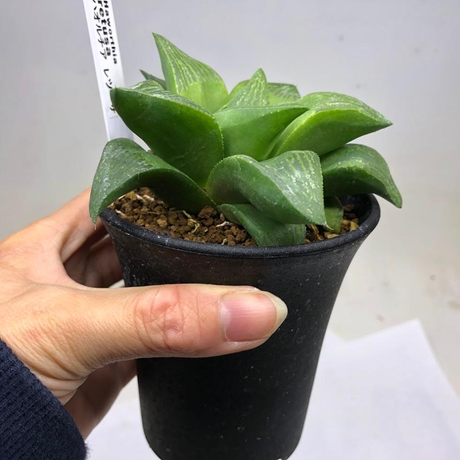 多肉植物 ハオルチア属 シンビフォルミス 2号鉢 B 日本産 B