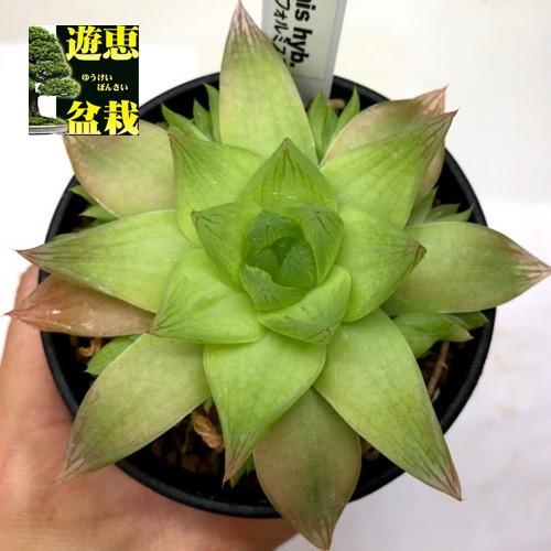 多肉植物 ハオルチア シンビフォルミス系 M 幅10cm S7637v 遊恵盆栽 Yahoo 店 通販 Yahoo ショッピング
