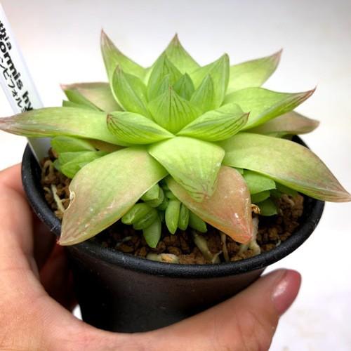 多肉植物：ハオルチア シンビフォルミス系 M*幅10cm : 遊恵盆栽 Yahoo